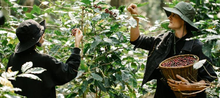 two people collecting coffee beans in a coffee plantation